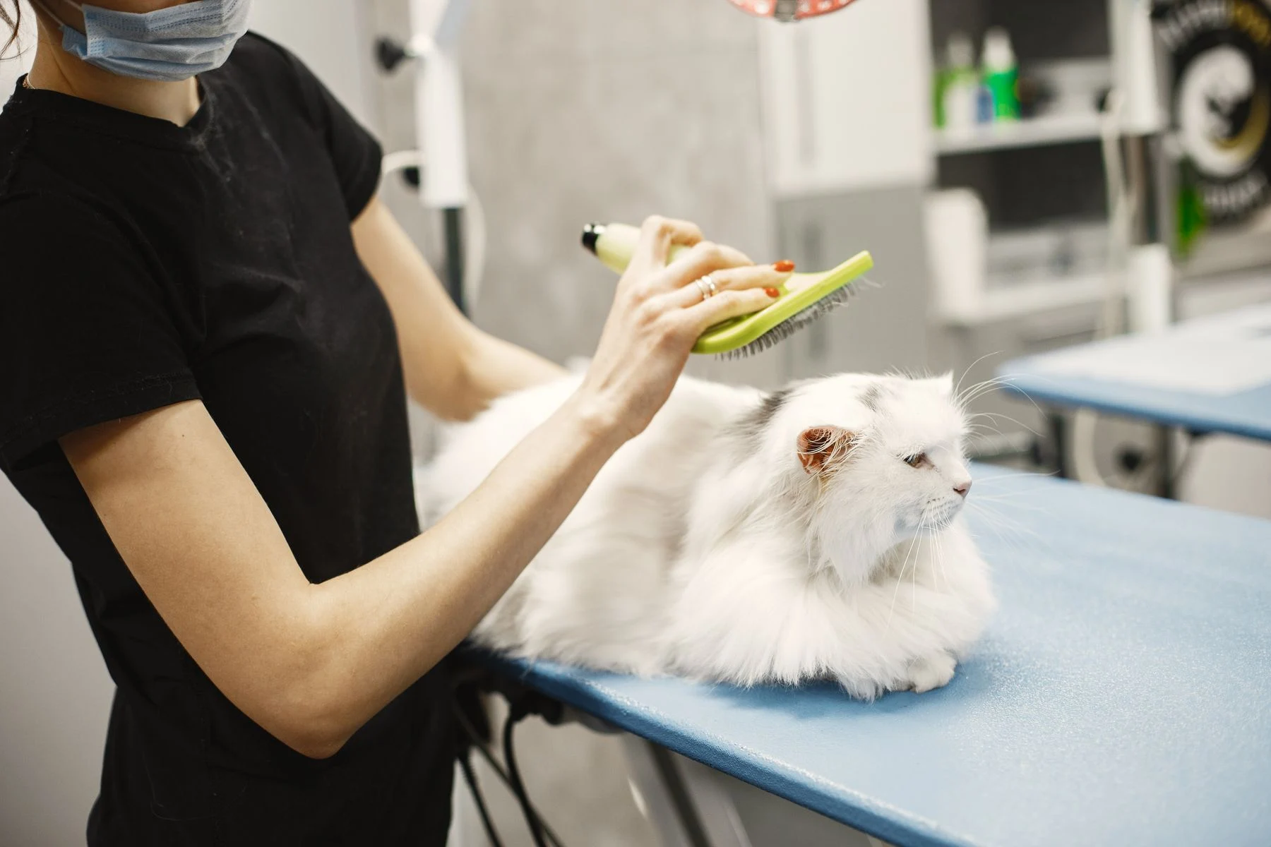 Cepillado profesional del pelaje de un gato