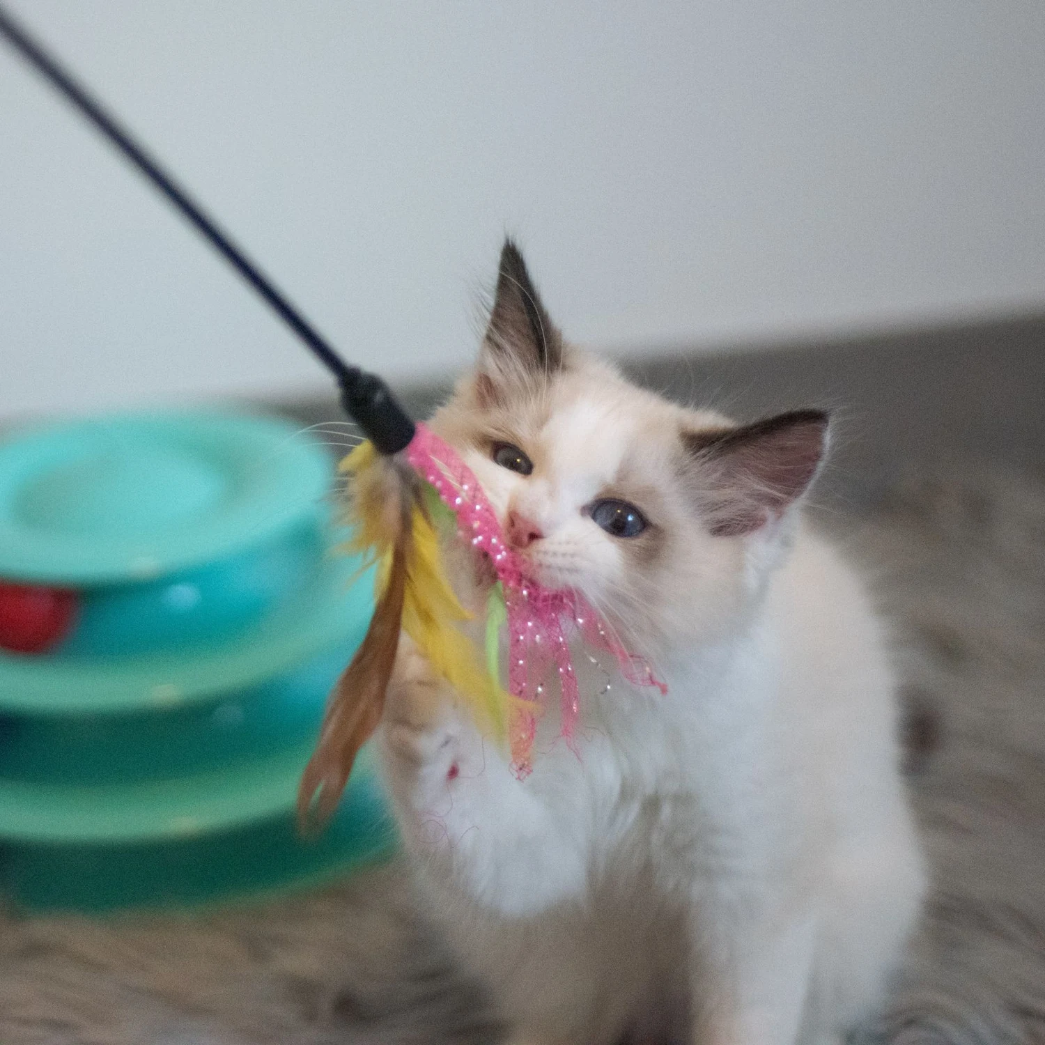 Gato jugando con un plumero en un ambiente cómodo