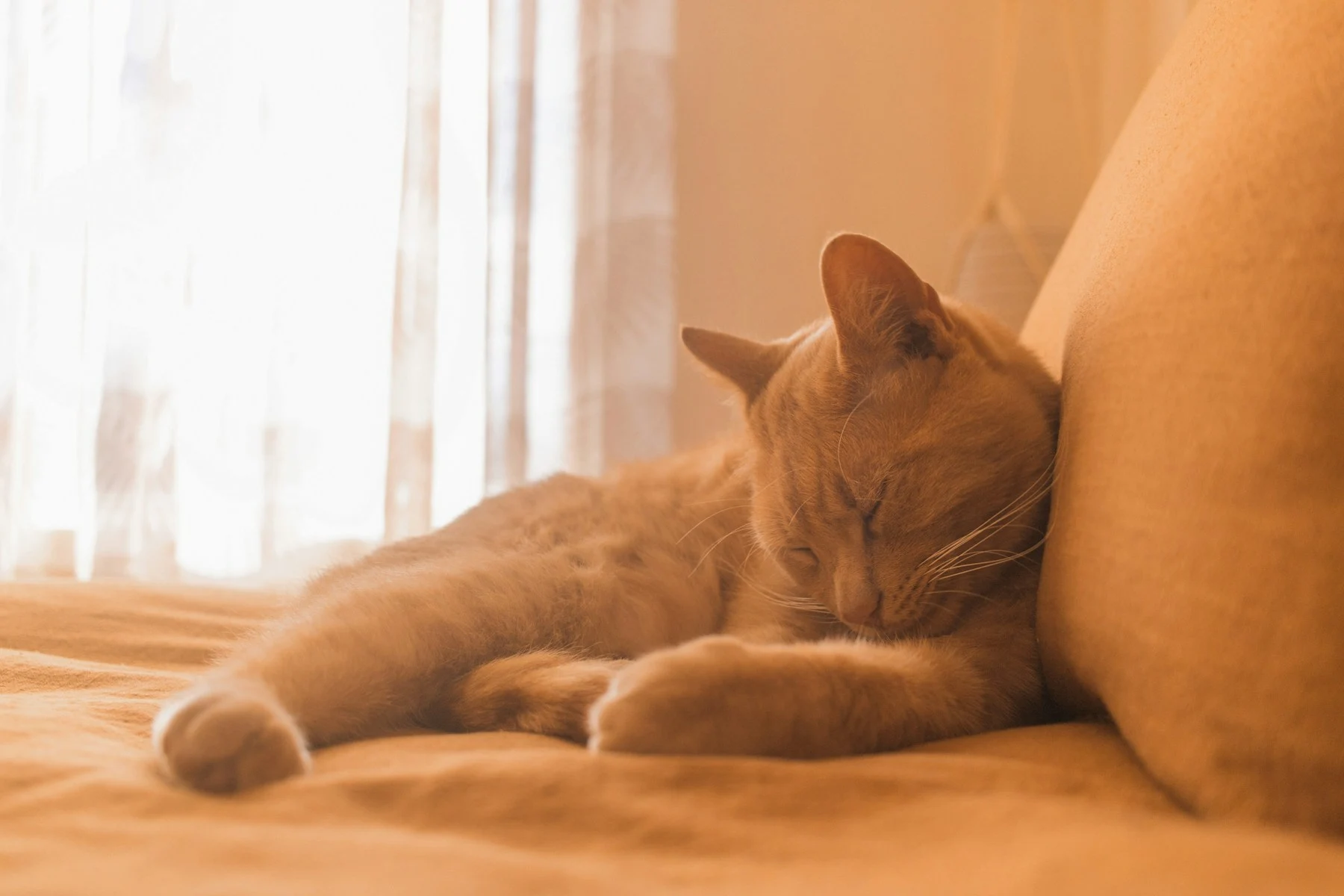 Gato descansando cómodamente al sol
