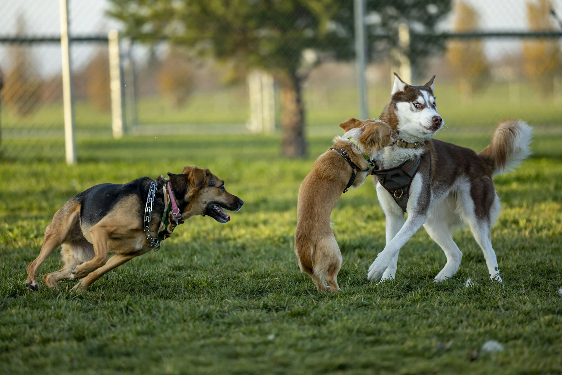 Perros disfrutando y jugando juntos al aire libre