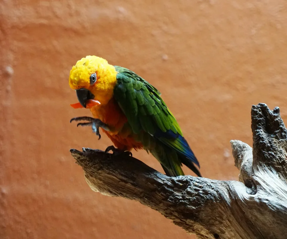 Loro de colores sobre una rama